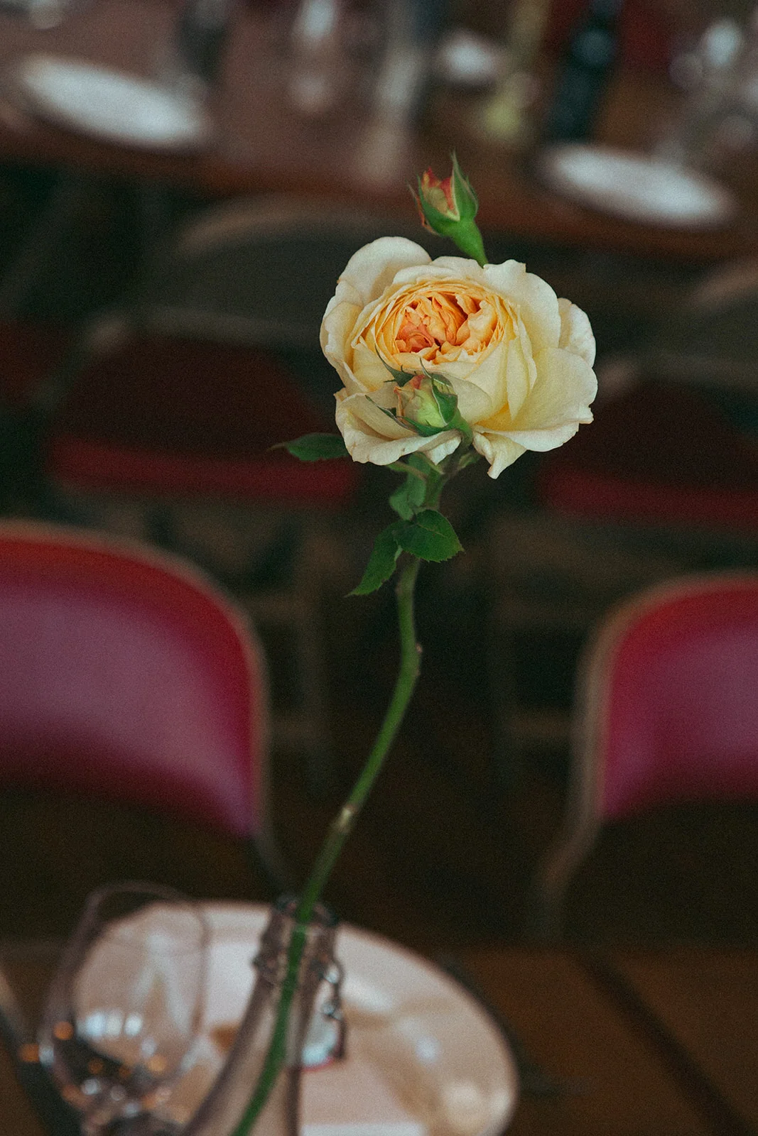 A single rose